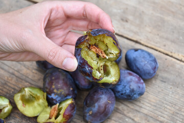 Organic ripe plum with a worm inside. Larva of Plum fruit moth - Grapholita (sometimes Cydia) funebrana in plum fruit
