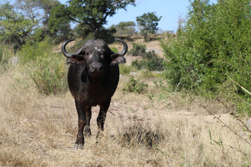 Kaffernb&uuml;ffel / Buffalo / Syncerus caffer