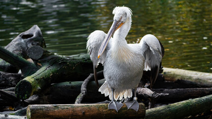 pelican, bird, wasser, tier, natur, weiß, wild lebende tiere, schnabel, tierpark, wild, feather, see, pelican, bird, feather, flügel, teich