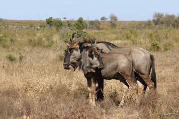 Fototapeta premium Streifengnu / Blue Wildebeest / Connochaetes taurinus..