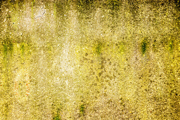 Concrete wall and green mold.