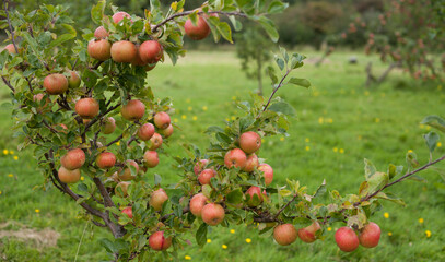 Sunset apple tree  -  old cooking variety of sour fruit.