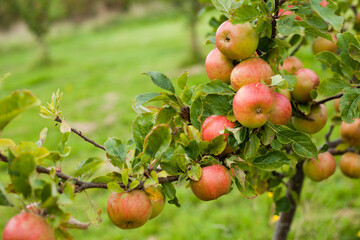 Sunset apple tree  -  old cooking variety of sour fruit.