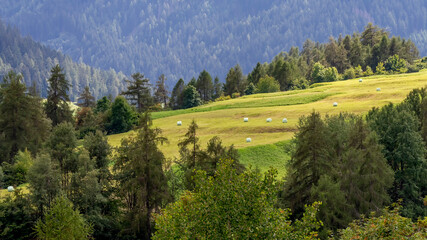 Round hay bales wrapped in a white plastic cover are lying in a beautiful green meadow near Stelvio, South Tyrol, Italy