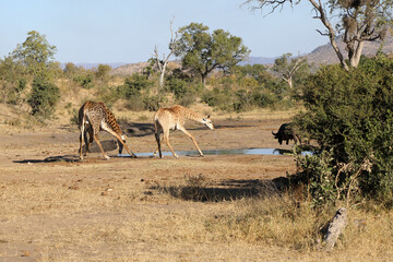 Fototapeta na wymiar Giraffe / Giraffe / Giraffa Camelopardalis