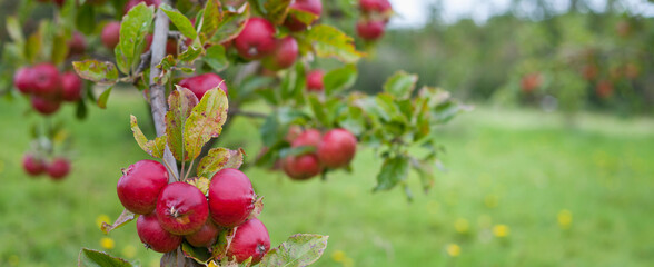 Apple tree Fiesta -  beautiful small red apples on the tree in the fruit orchard.