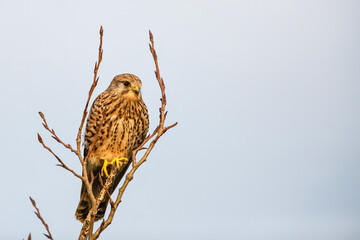 common kestrel (Falco tinnunculus)  sitting in the last warm light of the day in the meadows in the Netherlands
