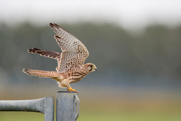 common kestrel (Falco tinnunculus)  flying away in the meadows in the Netherlands