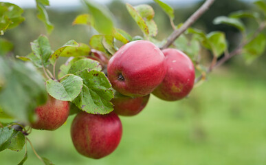 Apple tree Saturn -  beautiful red apples on the tree in the fruit orchard.