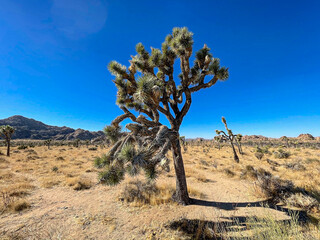 joshua tree national park