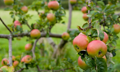 Bramley apple tree in the orchard, covered with heavy fruit.