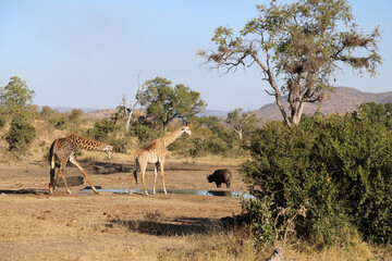 Fototapeta na wymiar Giraffe / Giraffe / Giraffa Camelopardalis