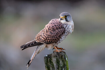 common kestrel (Falco tinnunculus)  sitting on a pole in the meadows in the Netherlands