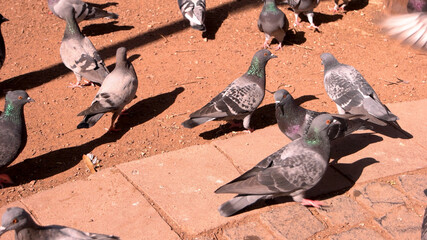 Flock of gray pigeons on the street. Group of birds outdoors on a sunny day.