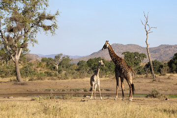 Giraffe / Giraffe / Giraffa Camelopardalis