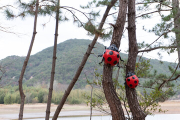 ladybird on the top of a tree