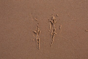 footprints, sandy beaches, washed trees