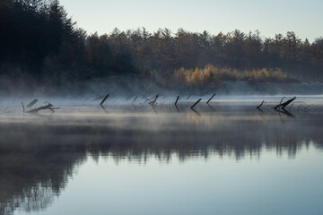Tree trunks in a lake during a foggy, autumn morning.