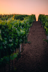 Obraz premium Sunset in a vineyard in South Moravia, Czech Republic
