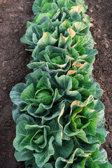 Young cabbage grows in the farmer field. Growing cabbage field in diffused light on the sunset