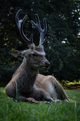 Beautifull deer enjoying a quiet day in the park.