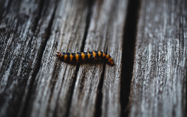 macro of a caterpillar