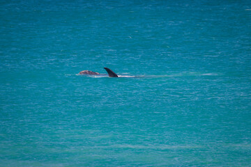 Humback whale with its calf in the Atlantic Ocean at De Hoop Nature Reserve, South Africa.