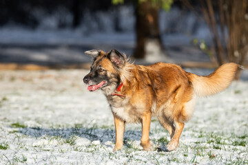 cute red with white dog mongrel on a winter background