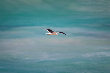Seagull flying in front of ocean water.
