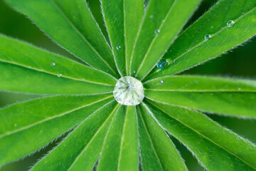 Fototapeta na wymiar dew drops on a leaf.