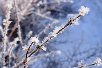 snow covered branches