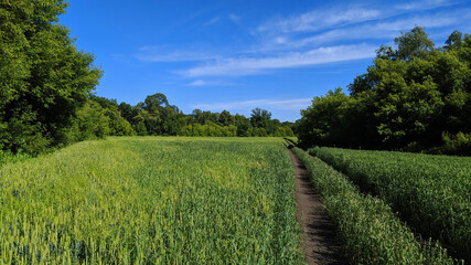 field and blue sky