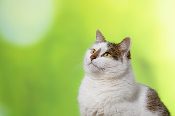 Upper part of calico cat looking up to the left in front of a green background - obrazy, fototapety, plakaty