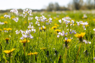 Cuckoo flowers and dandelions in a sunny green meadow from a low viewpoint