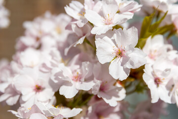 Fototapeta premium Close up of East Asian Cherry tree blossom during Sakura