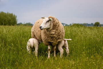 Ewe and her two drinking lambs in green grass under a blue sky