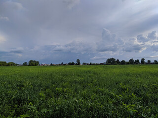field of wheat