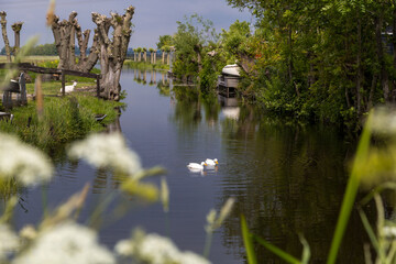 Fototapeta na wymiar Two white ducks swimming in the water in a typical dutch landscape with trees on the bank and a blue sky