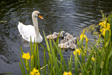 Swan and baby swans in water seen from above through yellow flowers on the bank.