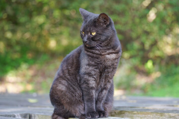 森の中の野良猫　何かを見つめている