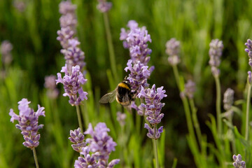 Hummel an Lavendelblume im Frühling