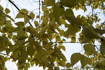 Celtis occidentalis, commonly known as the common hackberry.