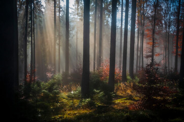 Herbst-Wald am Altkönig, Taunus, Sonnenstrahlen