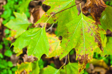 Leaves on branches in autumn