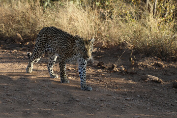Leopard / Leopard / Panthera pardus.