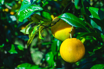 Orange fruits on a tree in november in Portugal