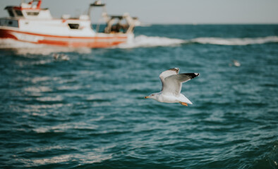 Gaviota volando.