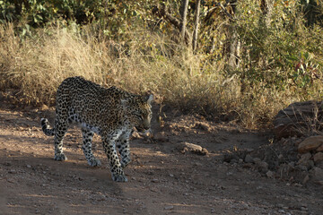 Leopard / Leopard / Panthera pardus.