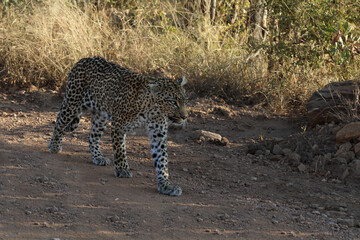 Leopard / Leopard / Panthera pardus.