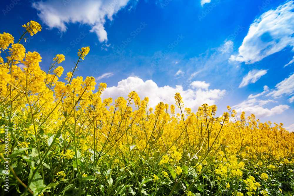 Wall mural Closeup of yellow rapeseed canola flowers on field over blue sky and clouds